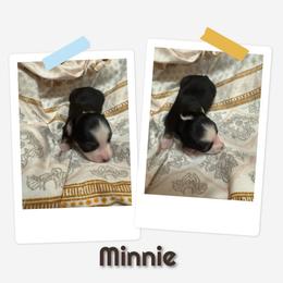Minnie - Black tri female Toy Australian Shepherd puppy in Menan, Idaho from Teton Toy Aussies