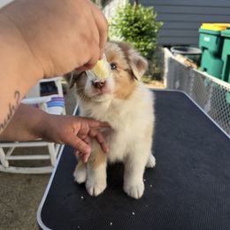Australian Shepherd Puppies from Starlit Grove Australian Shepherds