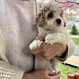 Bernedoodle, Cavapoochon, Goldendoodle, and Spanish Water Dog Puppies from PitterPatterPuppiesNJ