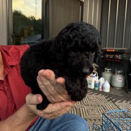Blue boy2 - Blue male Poodle puppy in Wentworth, South Dakota from PaintersPreciousPoodles