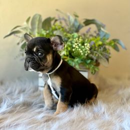 French Bulldog Puppies from Shining K Ranch