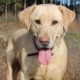 Labrador Retrievers from Bullruns Labradors