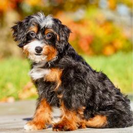 Honest (socialization program grad) - Tri-color female Bernedoodle puppy in Dundee, Ohio from Down Home Doodle