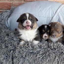 Pembroke Welsh Corgi puppies from Corgis in Paradise