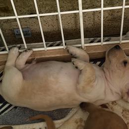Dachshund Puppies from Witchy Woman’s Wiener’s