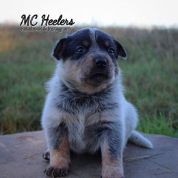 Kat - Blue female Australian Cattle Dog puppy in Runnels County, Texas from MC Heelers & Aussies