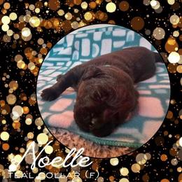 Noelle - Teal Collar - Black female Labrador Retriever puppy in Sumerduck, Virginia from Cedar Mountain Retrievers