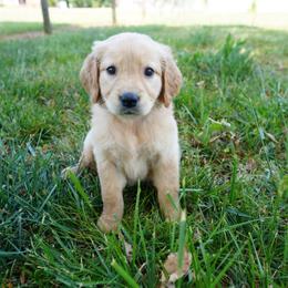 Light blue - Golden female Golden Retriever puppy in Harrisburg, North Carolina from Bunn Ranch Goldens & Bernese