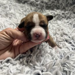 Bellini - Red female American Staffordshire Terrier puppy in Marietta, Georgia from Ambition Amstaffs