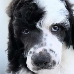 Poodles from Kyler’s Poodle Playhouse