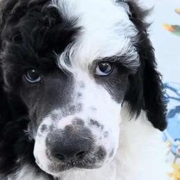 Poodles from Kyler’s Poodle Playhouse