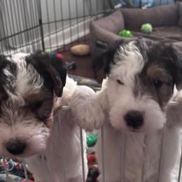 Wire Fox Terriers from Adrianna Shramenko
