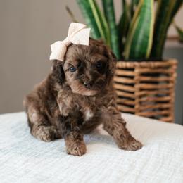 Meadow - Merle female Cockapoo puppy in Altamonte Springs, Florida from The Perks of Pups