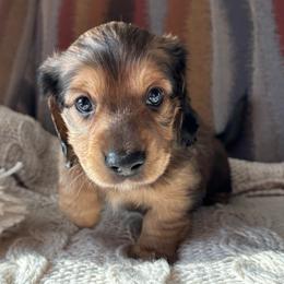 Milo - Shaded Cream - Cream male Dachshund puppy in Mesa, Arizona from Ruby Desert Doxies