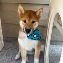 Leo - Red male Shiba Inu puppy in Elizabeth, New Jersey from Shiba Inu Loving Care