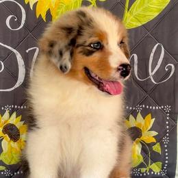 Boy 4 - male Australian Shepherd puppy in San Antonio, Texas from Small Time Ranch