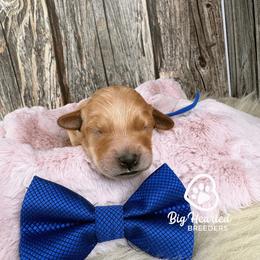 Lucky - Red male Companion Cross puppy in Utah County, Utah from Big Hearted Breeders