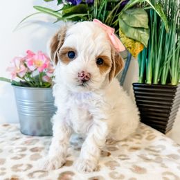 Mel - Parti female Goldendoodle puppy in Pleasant Grove, Utah from Destination Doodles