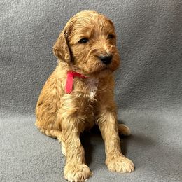Red - Red  male Goldendoodle puppy in Rockford, Ohio from 419 Goldendoodles