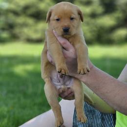 Lime Green Collar - Male - Yellow male Labrador Retriever puppy in Boyd, Minnesota from Lindley Labradors