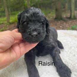 Raisin - Black female Goldendoodle puppy in New Ringgold, Pennsylvania from Hawk Mountain Doodles