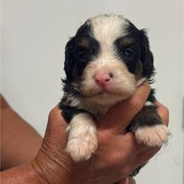 Boy 3 - Tri-color male Bernedoodle puppy in West Point, Iowa from Circle A Mini Goldendoodles and Mini Bernedoodles