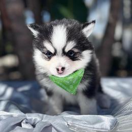 Taurus - Black and white male Pomsky puppy in Homeland, California from Lara's Ranch Pomskies