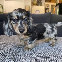 F-Summer Heat - Dapple female Dachshund puppy in Texarkana, Arkansas from Dogwood Acre Dachshunds
