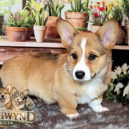 Pembroke Welsh Corgi Puppies from Northwynd Corgis