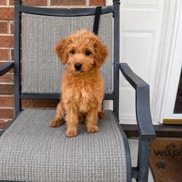 Buddy - Apricot male Goldendoodle puppy in Swartz Creek, Michigan from Michigan Doodles