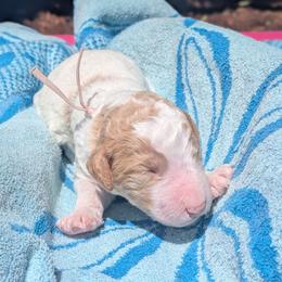 Peach Collar - Parti male Goldendoodle puppy in Olympia, Washington from Sinclairdoodles