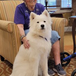 Samoyeds from Samkist