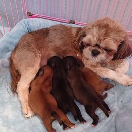 Shih Tzu Puppies from Meadowlyn's Dream Shih Tzu