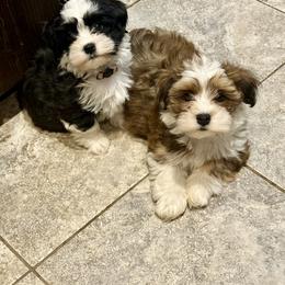 Havanese Puppies from PNW Havanese