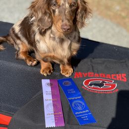 Dachshund Puppies from MyGaDachs