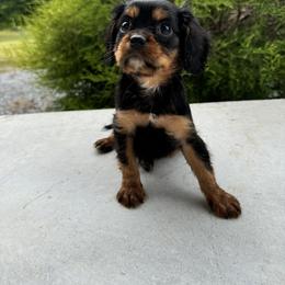 Cavalier King Charles Spaniel Puppies from Freeman's Royal Cavaliers