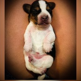 White Girl - Syrup - Black tan and bluetick female Beagle puppy in Grantsville, Maryland from Fable & Fern Beagles
