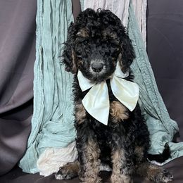 Gwen - Goldendoodle puppy from Tar Heel Doods