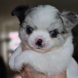 Rico - Merle male Chihuahua puppy in Xenia, Ohio from Moose Creek Chihuahua's