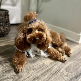 Canela - Poodle
