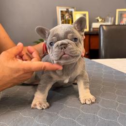 Blue - Blue fawn male French Bulldog puppy in Bolingbrook, Illinois from Flores Frenchies
