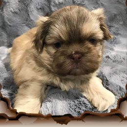 Shih Tzu Puppies from LaDawn’s Little Lions