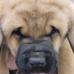 Evelyn - Wolfgray female Spanish Mastiff puppy in Prosperity, Pennsylvania from Prosperity Guardians