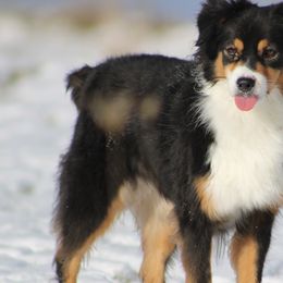 Australian Shepherds and Miniature American Shepherds from Rust Belt Farms