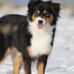 Australian Shepherds and Miniature American Shepherds from Rust Belt Farms