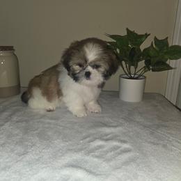Sophie - Black and white female Shih Tzu puppy in Kings Mountain, North Carolina from Britany's Shih Tzus
