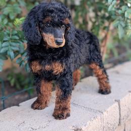 Jezebel - Phantom female Poodle puppy in Laveen, Arizona from Neely Family Poodles