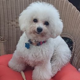 Chloe - Bichon Frise