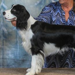 English Springer Spaniels from Carolina Kennels