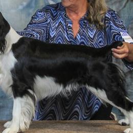 English Springer Spaniels from Carolina Kennels